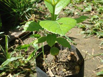 Teak Wood Plants for Sale තේක්ක පැල