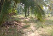 Land for Sale in Jafana Kodikamam – Coconut Estate