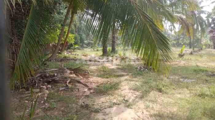 Land for Sale in Jafana Kodikamam – Coconut Estate