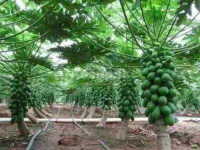 ගස්ලබු පැළ – Papaya plants