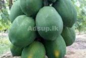 ගස්ලබු පැළ- Papaya Plants