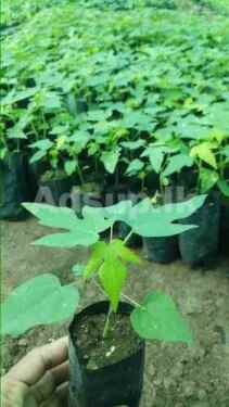 ගස්ලබු පැළ- Papaya Plants