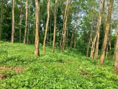 A Cultivated Land for sale in Alawwa