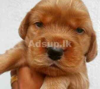 Cocker Spaniel Puppies for sale