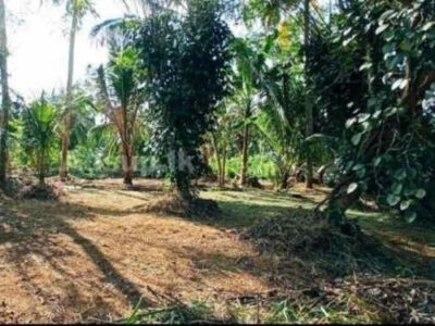 Valuable land for sale in Kamburupitiya Matara