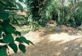Valuable land for sale in Kamburupitiya Matara