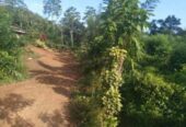 Gonamulla Galle tea land for sale