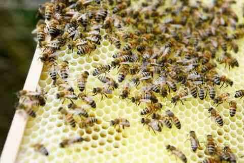 Kandy Beekeepers