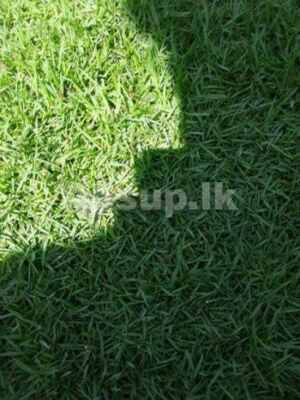 Malaysian grass carpet