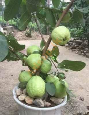 ඇපල් පේර පැළ | Guava Plants