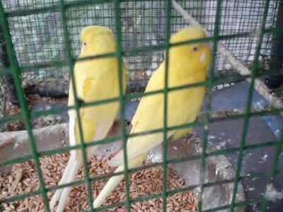 Six Love Birds for Sale With Cage