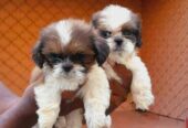 Shitzu Male Puppyies for sale