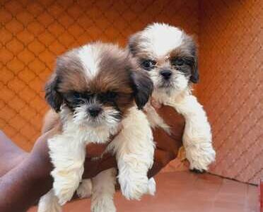 Shitzu Male Puppyies for sale