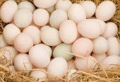 Duck eggs (තාර බිත්තර)