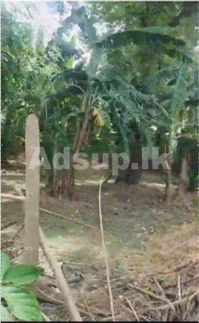 Highly Valuable Land for Sale in Boralesgamuwa
