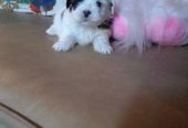Shitzu Puppy for sale
