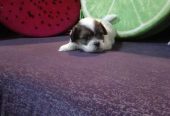 Shitzu Puppy for sale