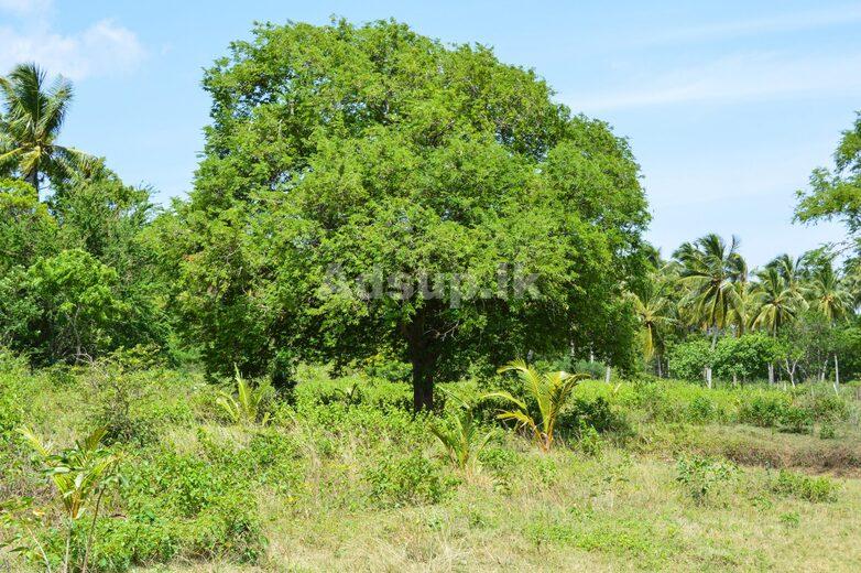 Land for Sale in Ranna