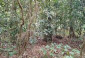 Land for Sale in Welimada