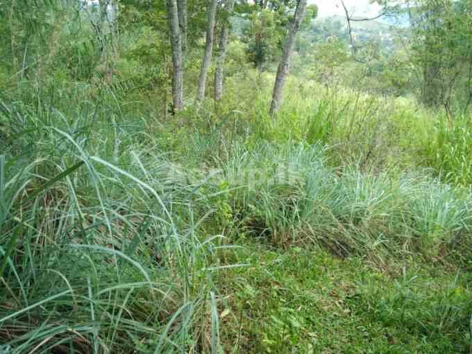 Land for Sale in Welimada