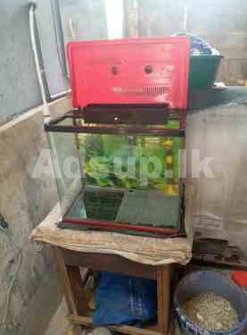 Fish thank for Sale
