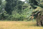 Cinnamon Cultivated Land for sale Ambalangoda