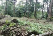 Land for sale in Neluwa
