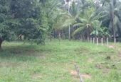 Land for Sale in Embilipitiya -ඇඹිලිපිටිය