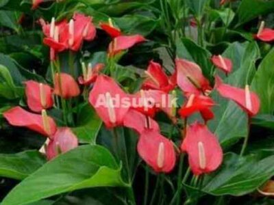 anthurium-flower-plant-500×500-1-1
