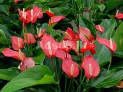 anthurium-flower-plant-500×500-2