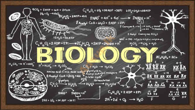 Biology -Edexcel & IGCSE