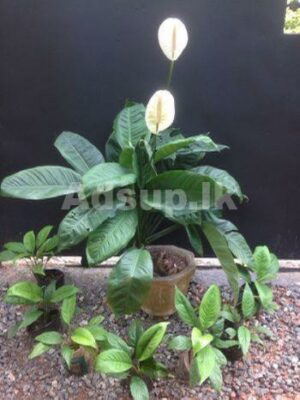 Cobra Flower