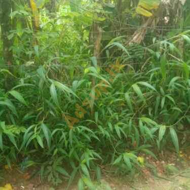 Land for sale in Danagama