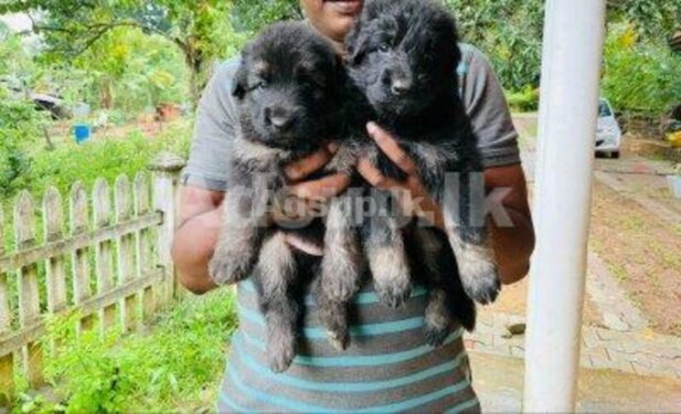 German shepherd long coat puppies for sale