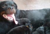Rottweiler puppies for Sale