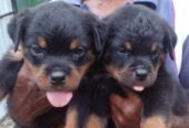 Rottweiler puppies for Sale