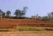 Land for Sale in Walimada