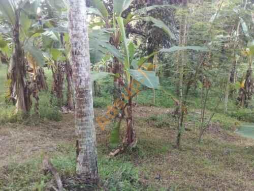 Land for Sale in Mirigama Alawwa