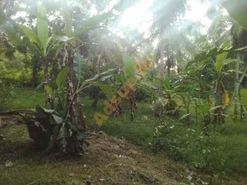 Land for Sale in Mirigama Alawwa
