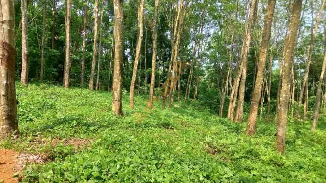 A Cultivated Land for sale in Alawwa