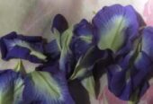 Blue Butterfly Pea Flower – katarolu flower