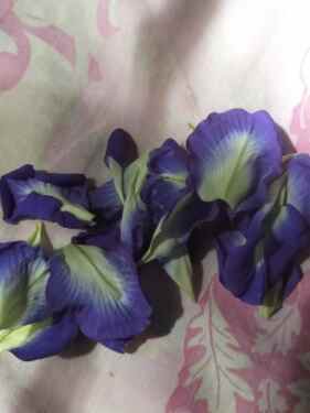Blue Butterfly Pea Flower – katarolu flower