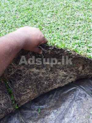 Malaysian grass carpet