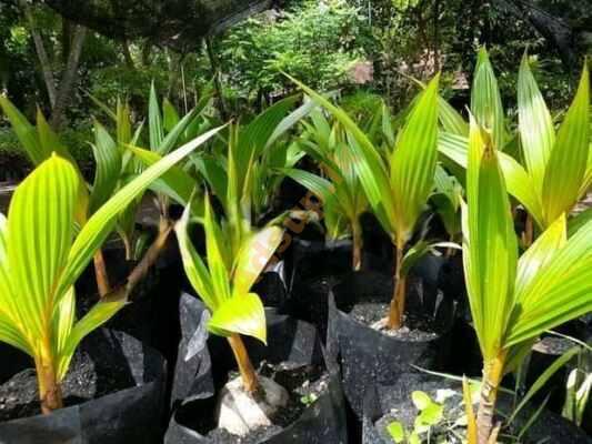 තැඹිලි පැළ | King Coconut Plants