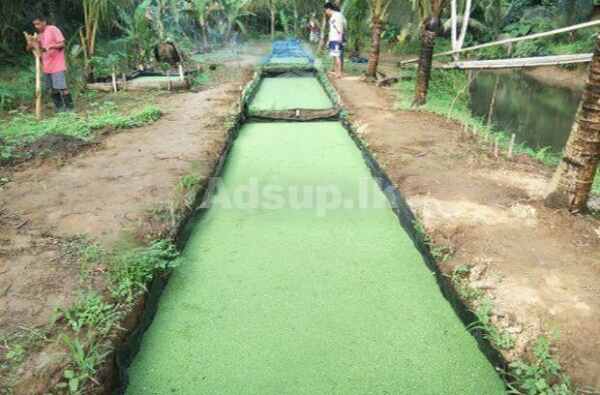 Azolla Bed Making