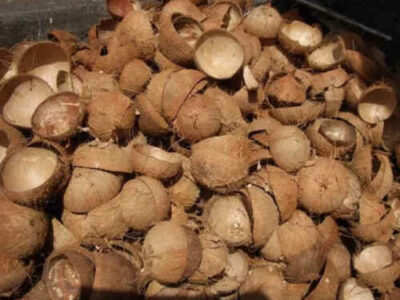 coconut-shell-biomass-650×520-1