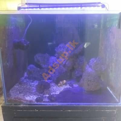 Marine fish tank for sale ( sea fish tank)