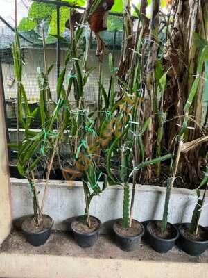 Rooted and Repoted Dragon Fruit Plants