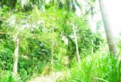 Coconut Land for sale in Rambukkana