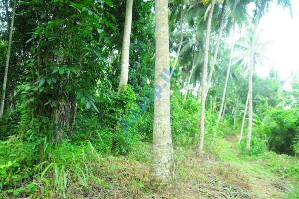 Coconut Land for sale in Rambukkana